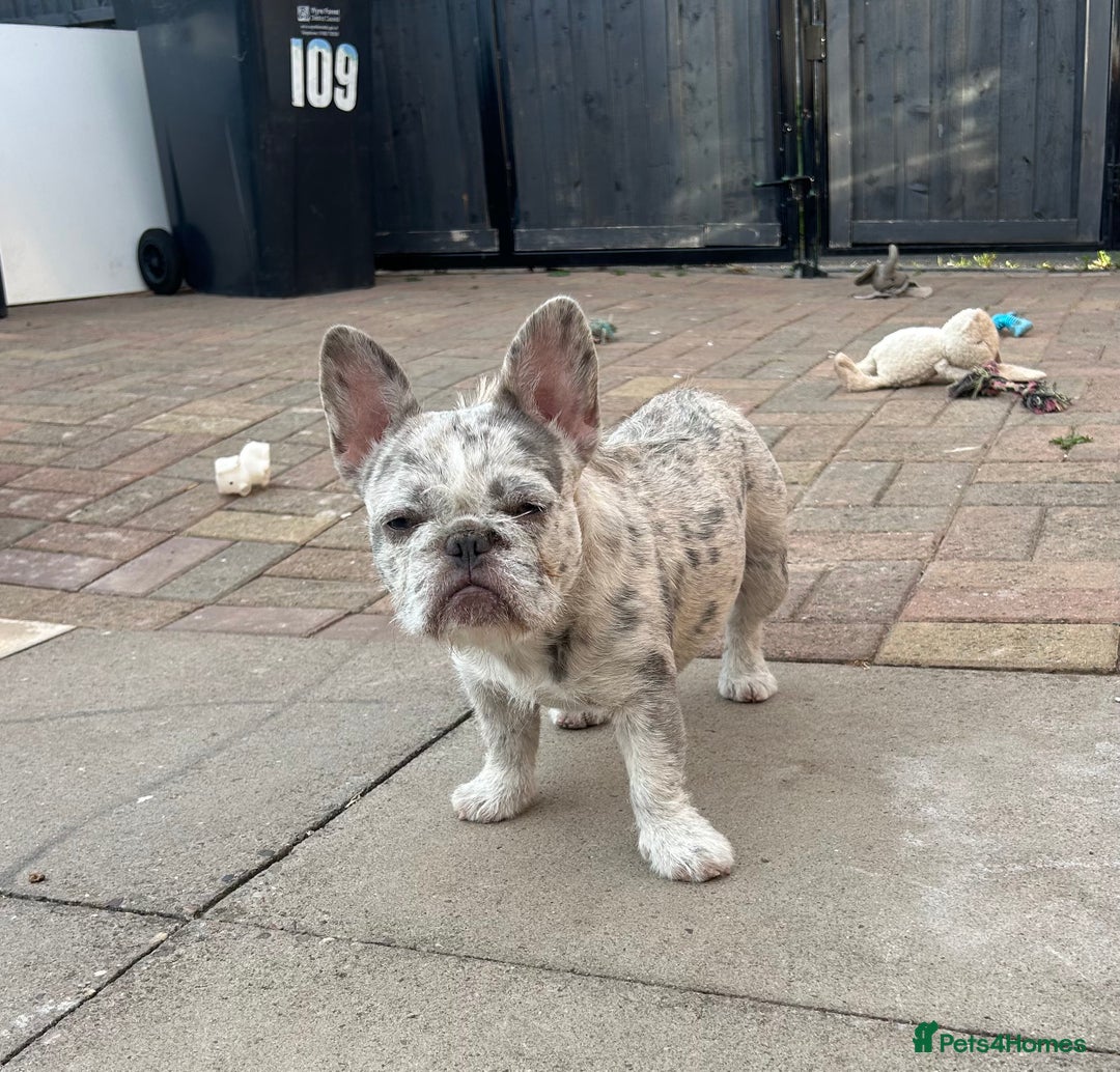 French Bulldog dogs for sale: Wirehair/fluffy French bulldog  - Image 1