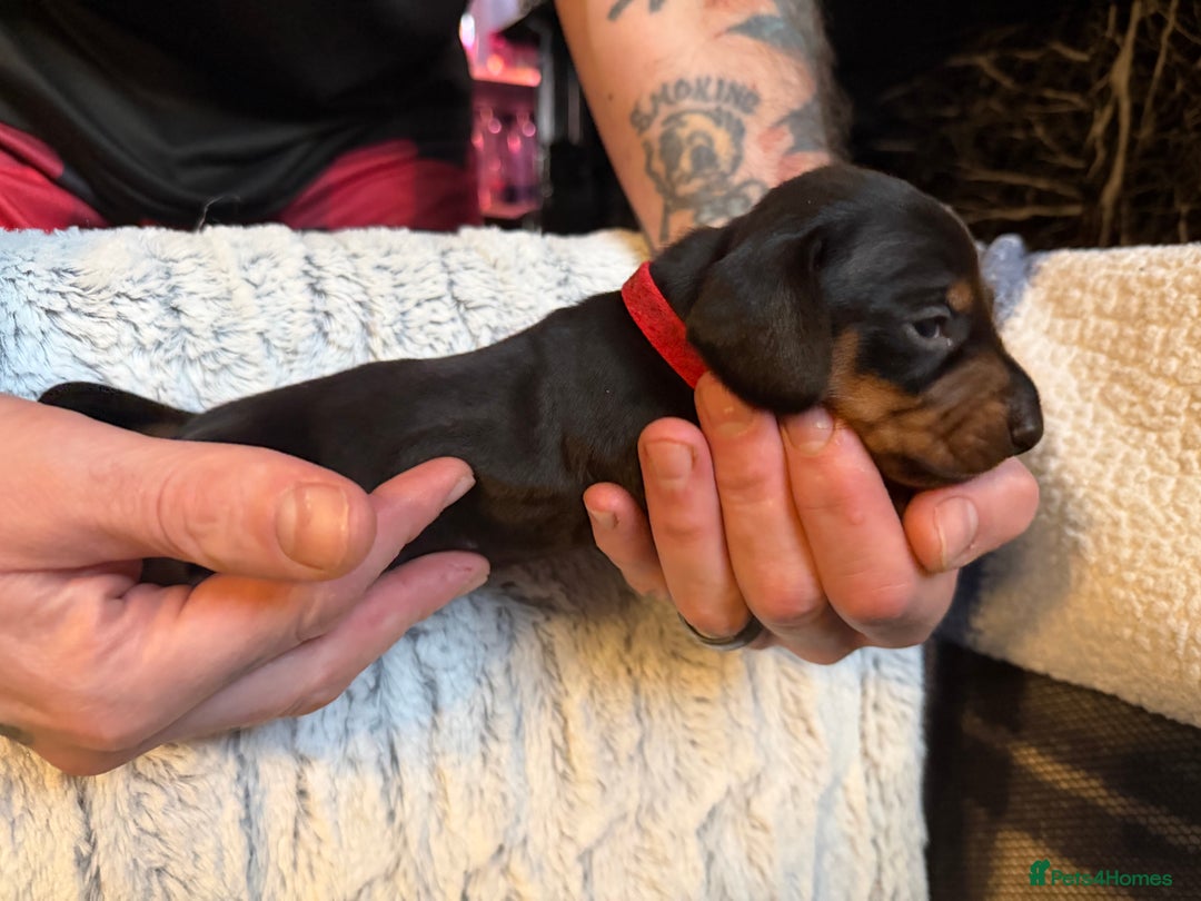 Dachshund dogs for sale: 6 Absolutely stunning dachshund  puppies for sale - Advert 25