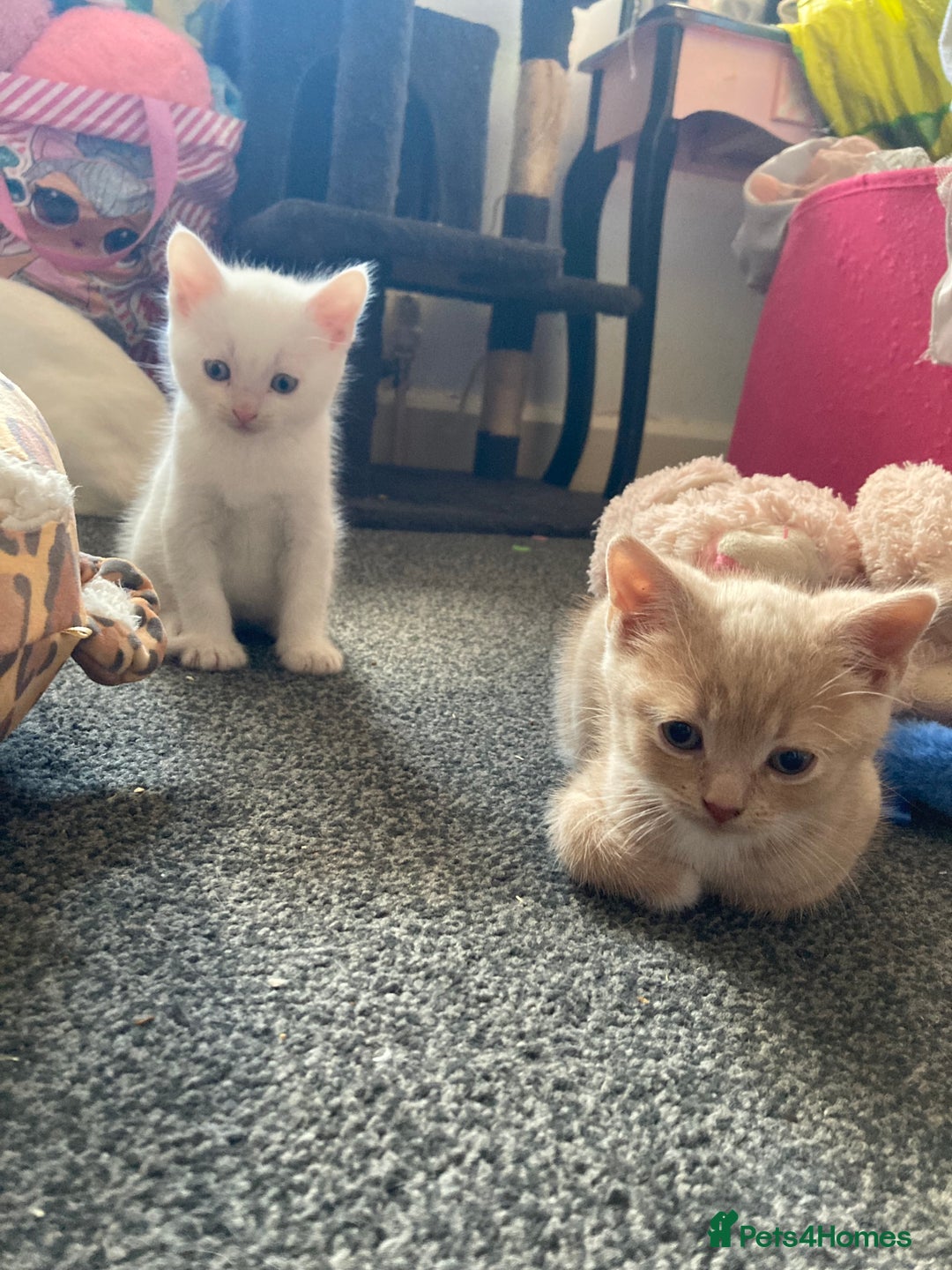 British Shorthair cats for sale: Kittens READY TO LEAVE British SH/Russian white - Image 10