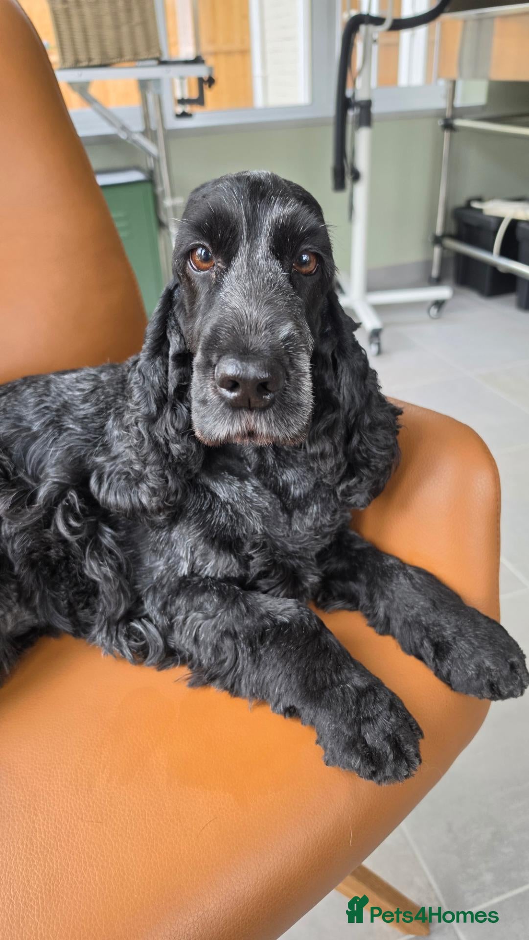 Cocker Spaniel dogs for sale: Older femail cocker spaniel - Advert 2