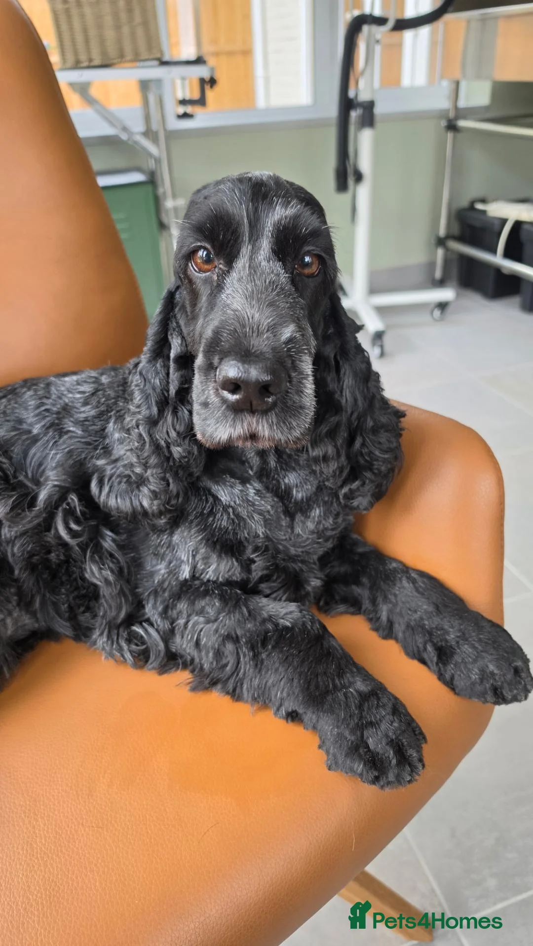 Cocker Spaniel dogs for sale: Older female show type cocker spaniel - Advert 1