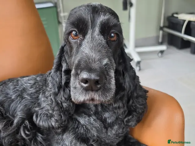 Cocker Spaniel dogs for sale: Older femail cocker spaniel - Advert 2