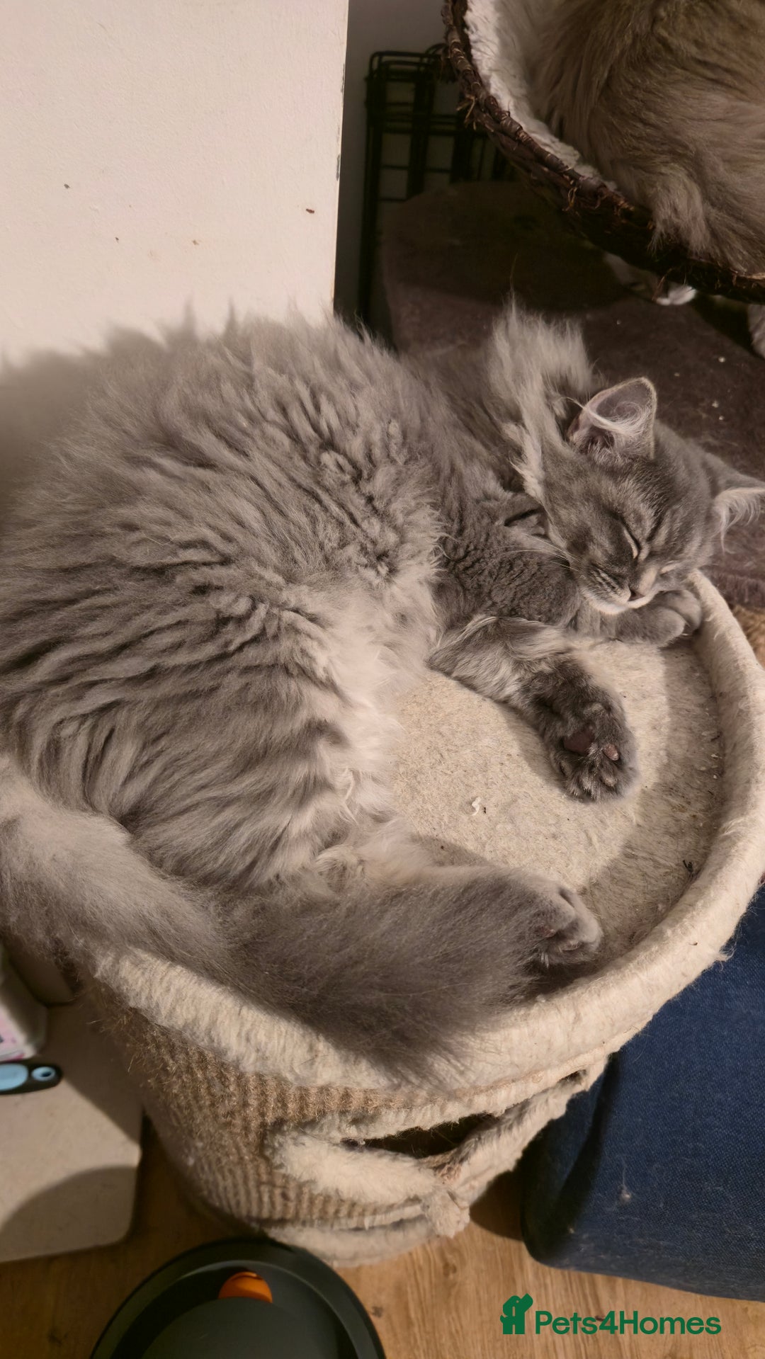 Ragdoll cats for sale: Adorable Ragdoll cross Scottish Straight - Advert 7