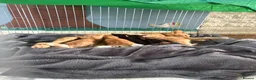 British Shorthair cats for sale: Beautiful kittens  - Advert 1