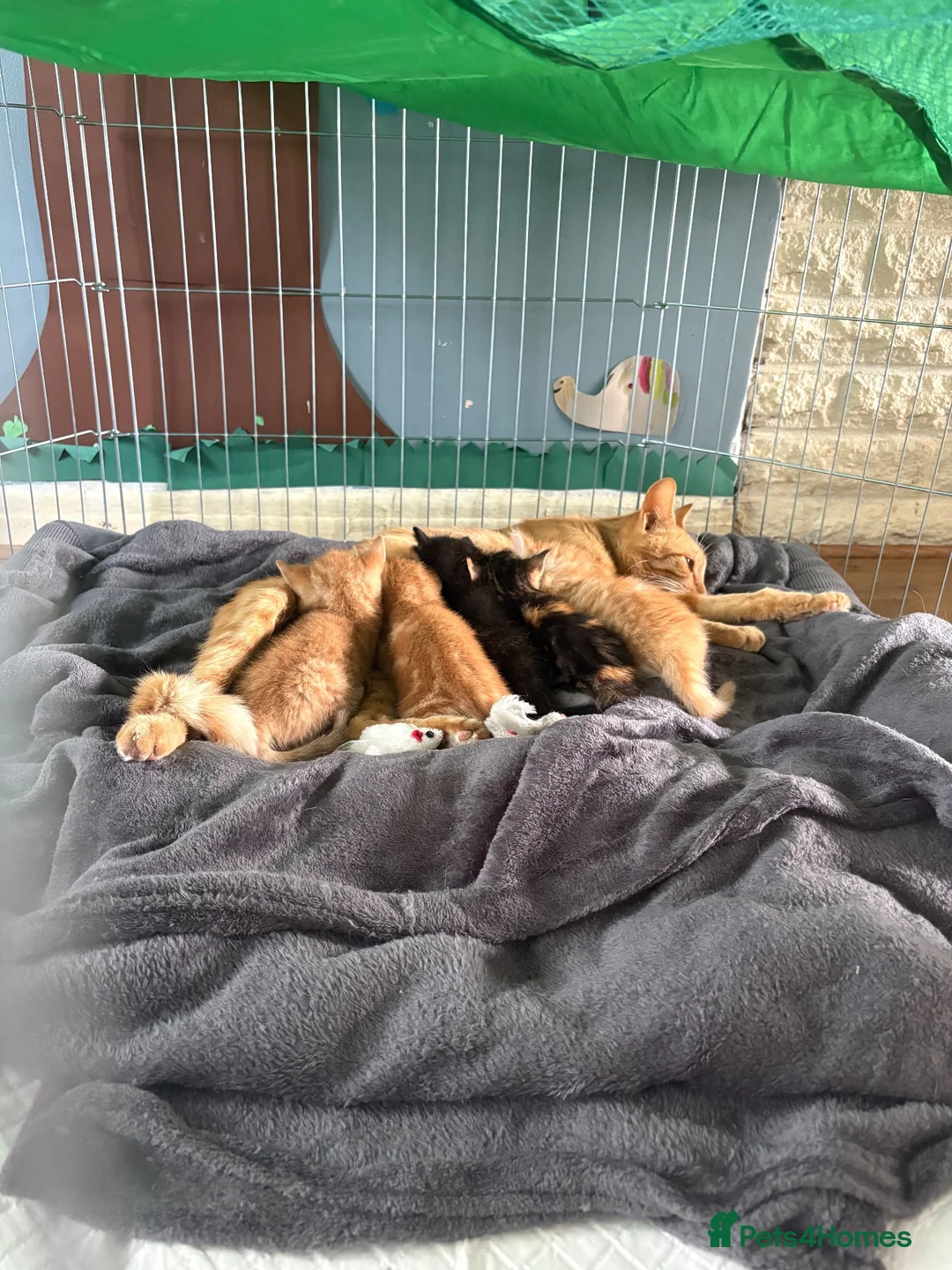 British Shorthair cats for sale: Beautiful kittens  - Advert 1