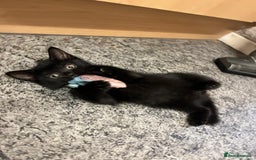 British Shorthair cats for sale: Male black kitten called snitch  - Image 1