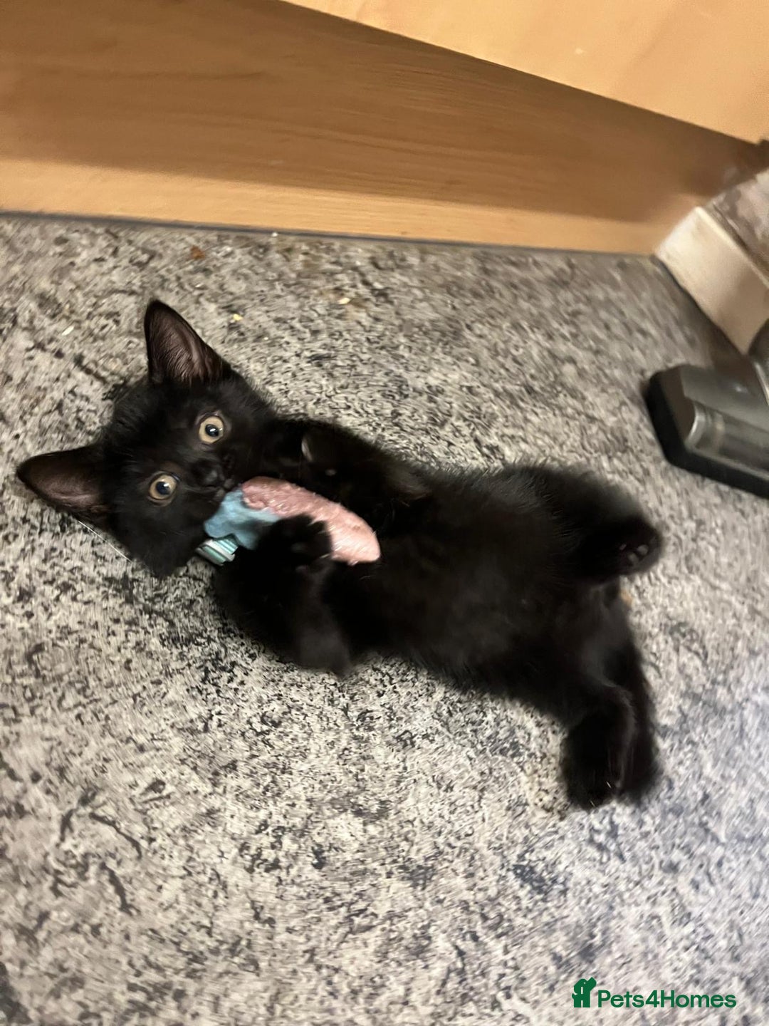 British Shorthair cats for sale: Male black kitten called snitch  - Image 1