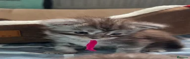 Maine Coon Kitten 4