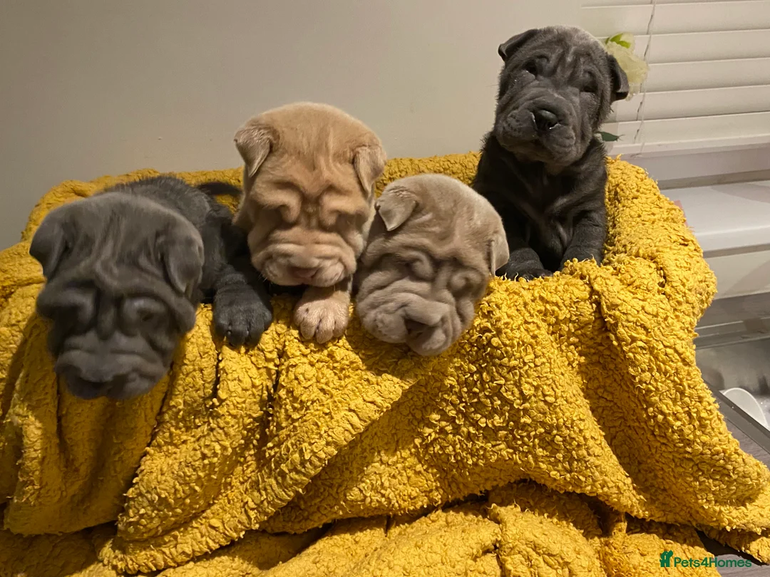 Shar Pei dogs for sale: Shar Pei Dilute puppies  - Advert 21