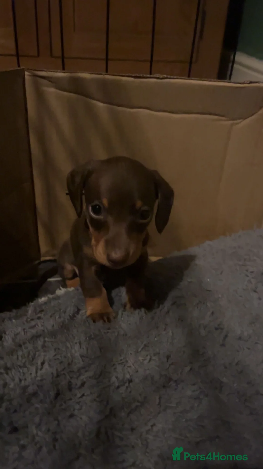 Miniature Dachshund dogs for sale: Beautiful KC reg miniature Dachshund 🐾🐾 in Basingstoke - Advert 2
