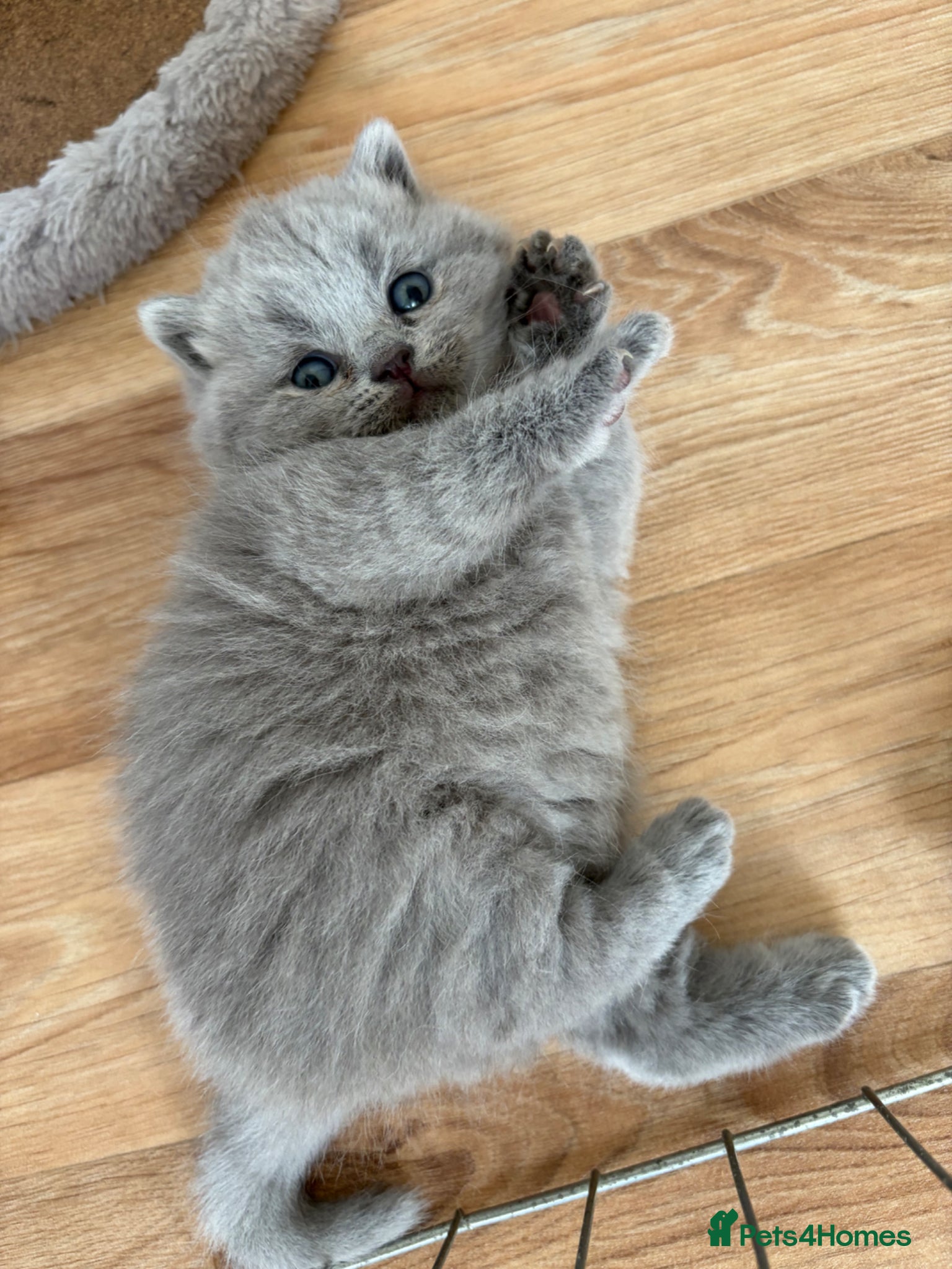 British Shorthair cats GCCF Pure Pedigree British Shorthair - Top Quality - Advert 1