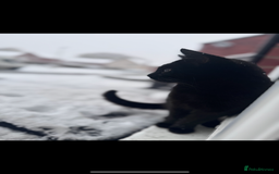 Mixed Breed cats for sale: Evie 2 years old - Image 1