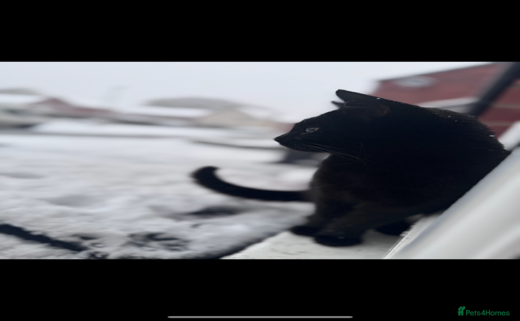 Mixed Breed cats - Advert 1