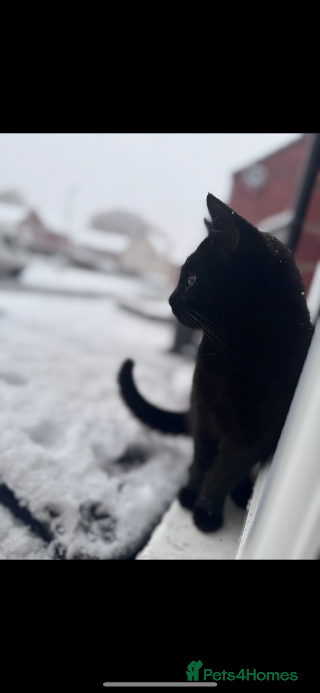 Mixed Breed cats for sale: Evie 2 years old - Image 1