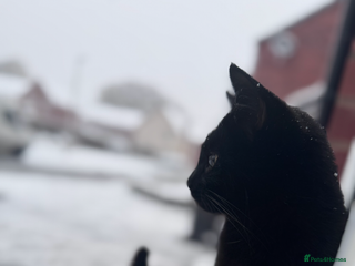 Mixed Breed cats - Advert 34