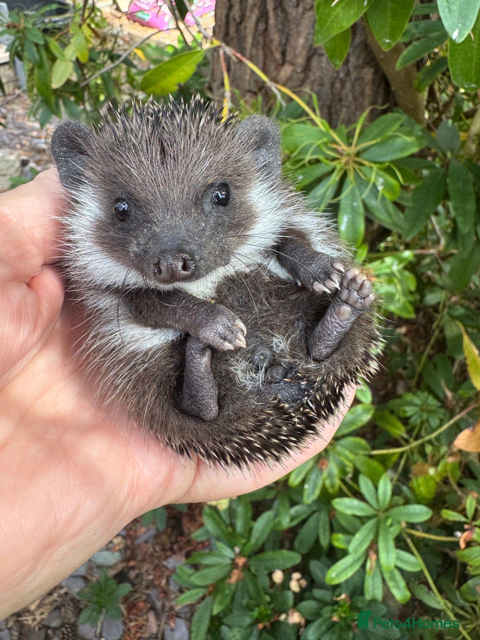 Pygmy Hedgehog rodents Stunning tame babies ready with/without set up  - Advert 2