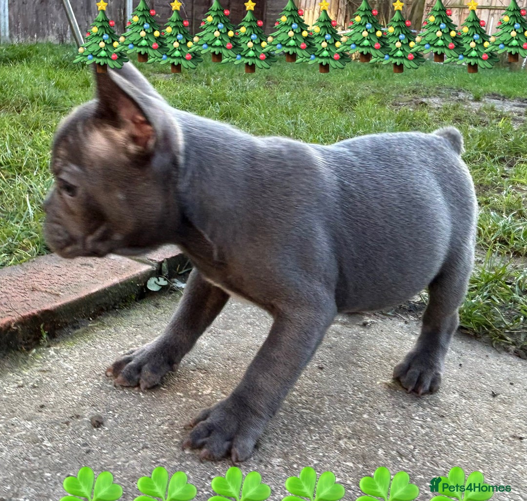 French Bulldog dogs for sale: French Bulldog Blue Girl 12 weeks old ! Last one - Advert 24