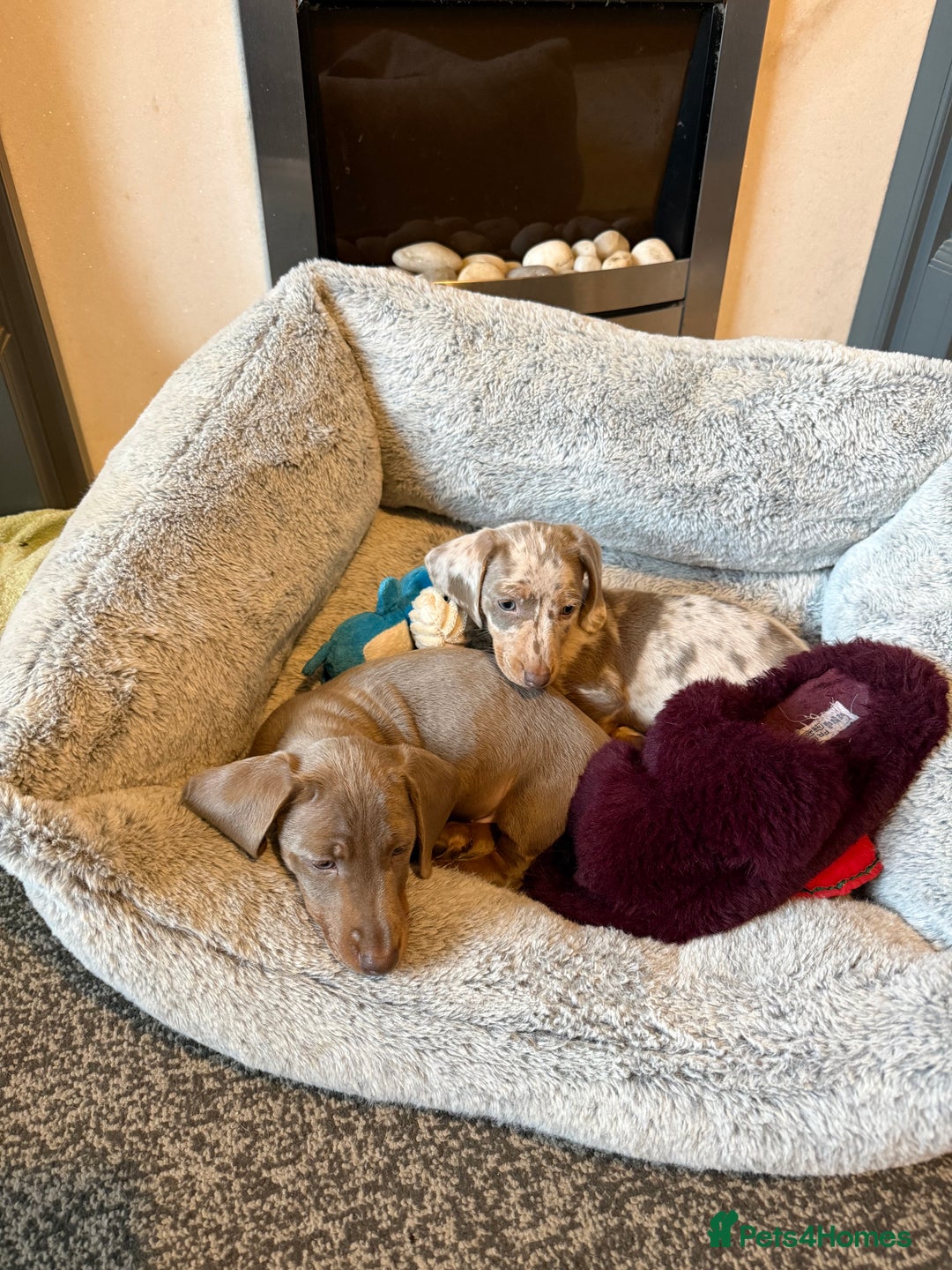 Miniature Dachshund dogs for sale: Isabella and tan boy  - Advert 4