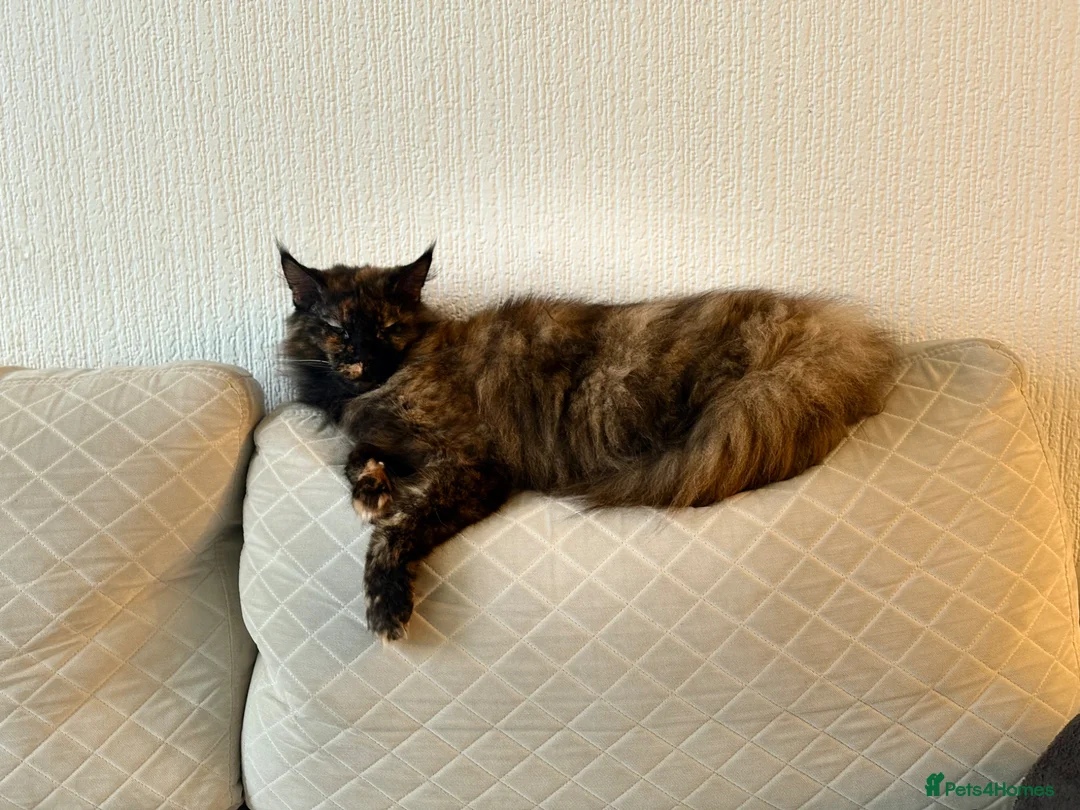 Maine Coon cats for sale: Beautiful natured female main coon cat for sale  in London - Advert 6