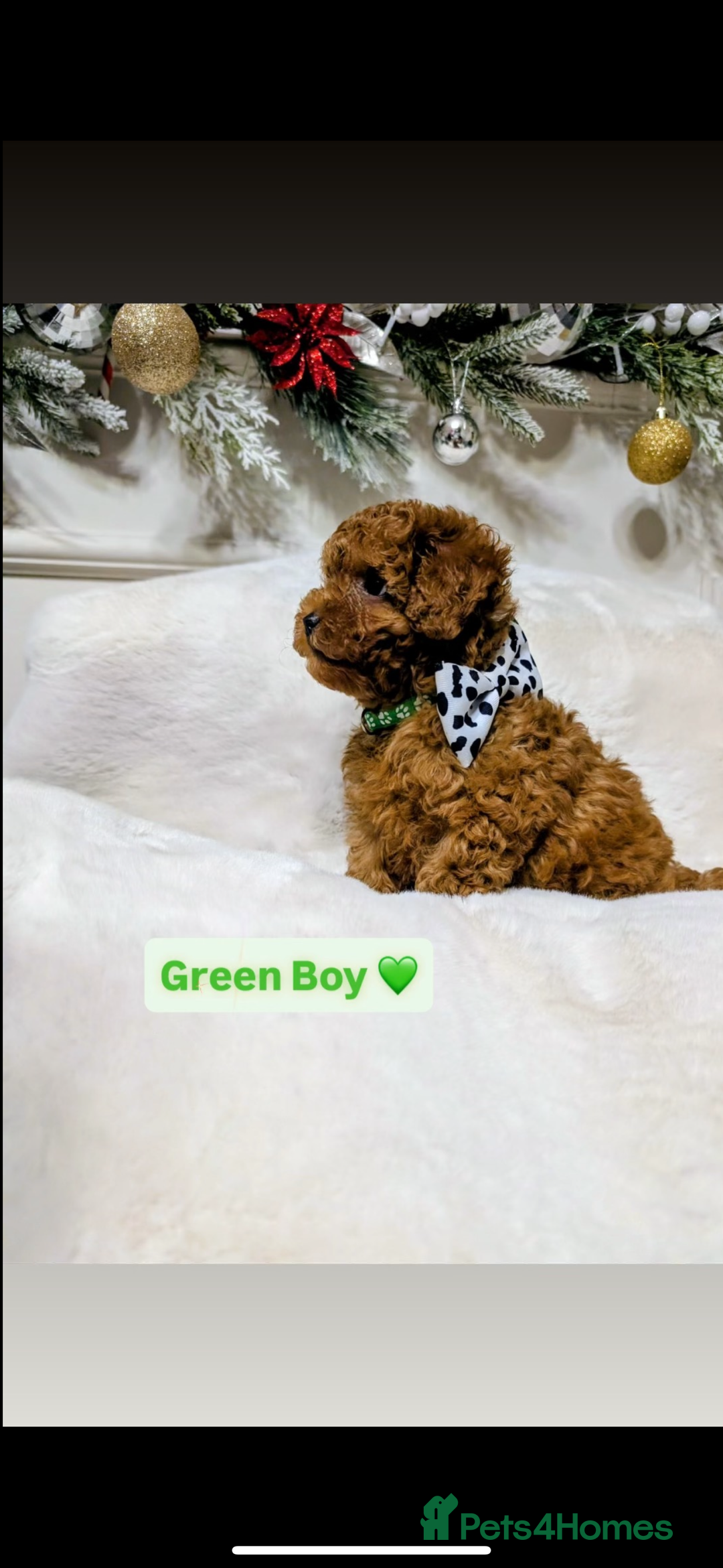 Toy Poodle dogs for sale: Poodles 🩷💙 - Advert 4