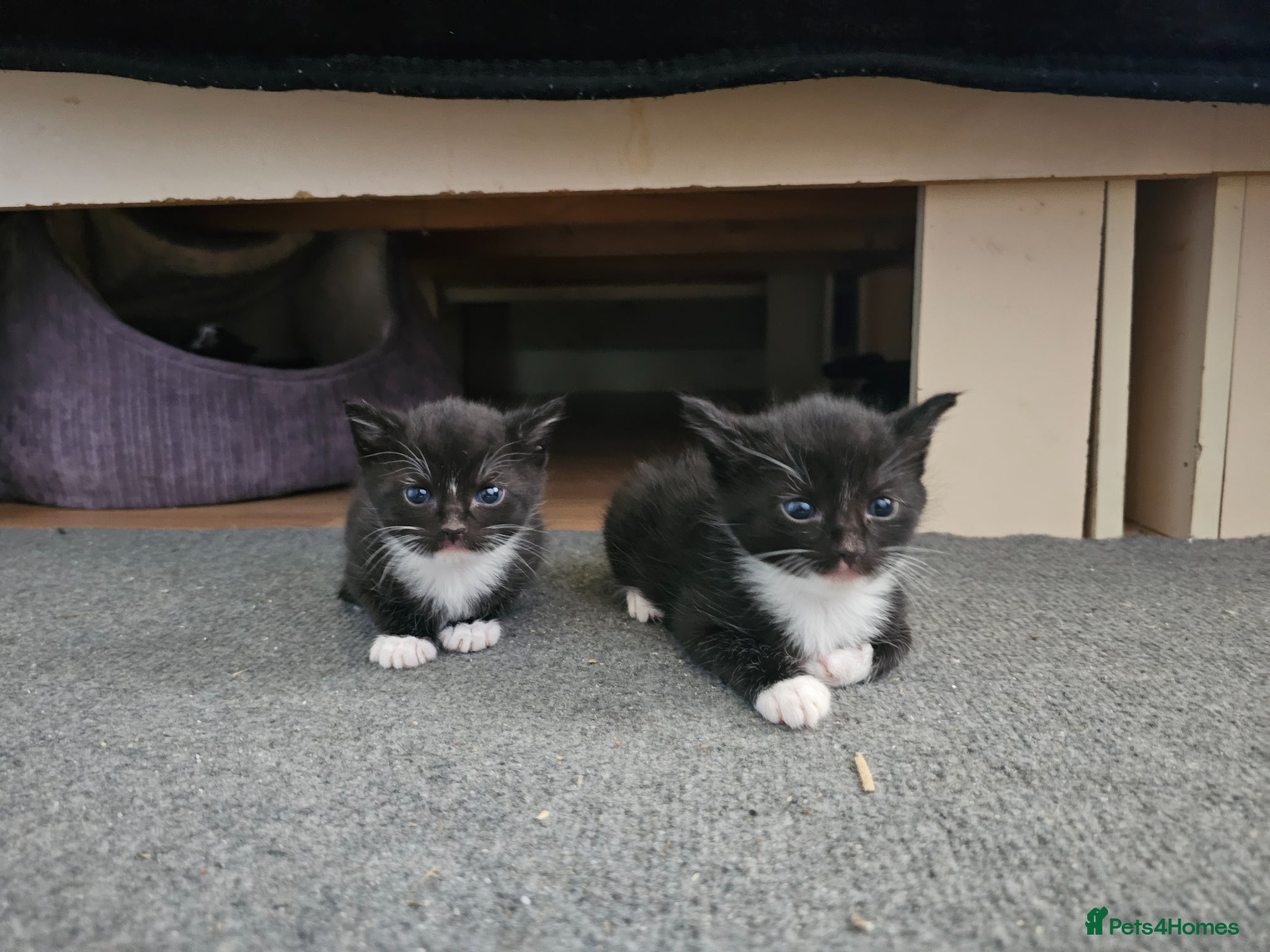 Mixed Breed cats for sale: Adorable Black & White (Tuxedo) Kittens  in Saint Austell - Advert 2