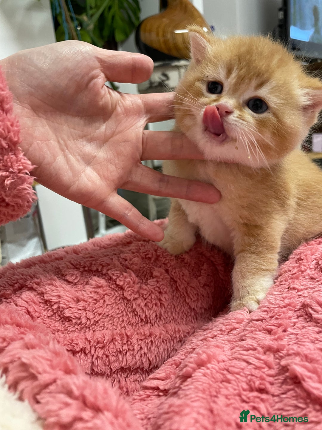 British Shorthair cats for sale: Adorable golden kittens - Advert 11