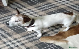Jack Russell dogs for sale: Jack Russell puppies for sale - Image 9