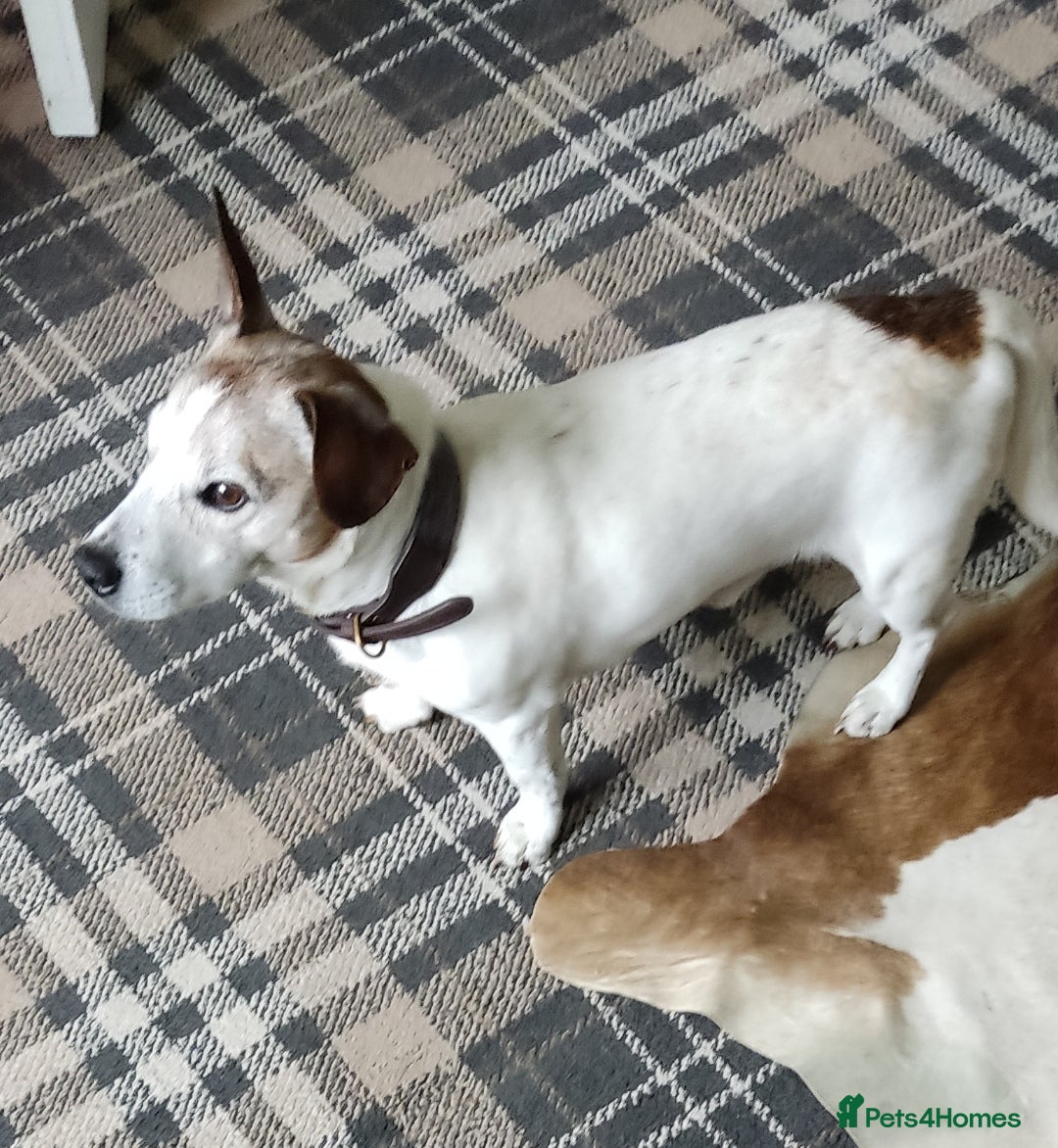Jack Russell dogs for sale: Jack Russell puppies for sale - Image 9