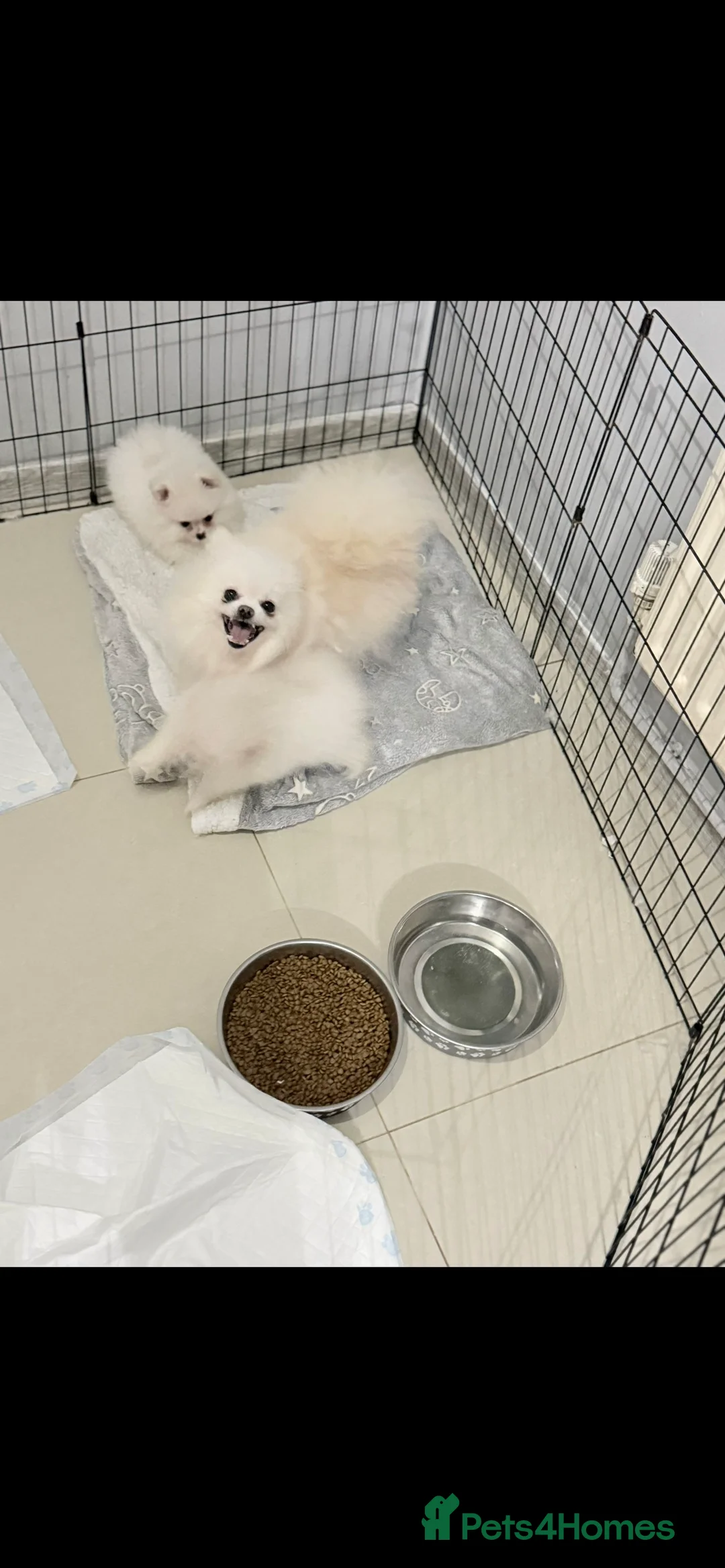 Pomeranian dogs for sale: Stunning little Pomeranian KC white Boy - Advert 11