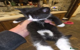 British Shorthair cats for sale: Beautifully marked kittens.  - Image 18