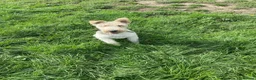Fox Terrier dogs for sale: 4yo CASTRATED Adult Male Fox Terrier  in Bishop Auckland - Advert 2