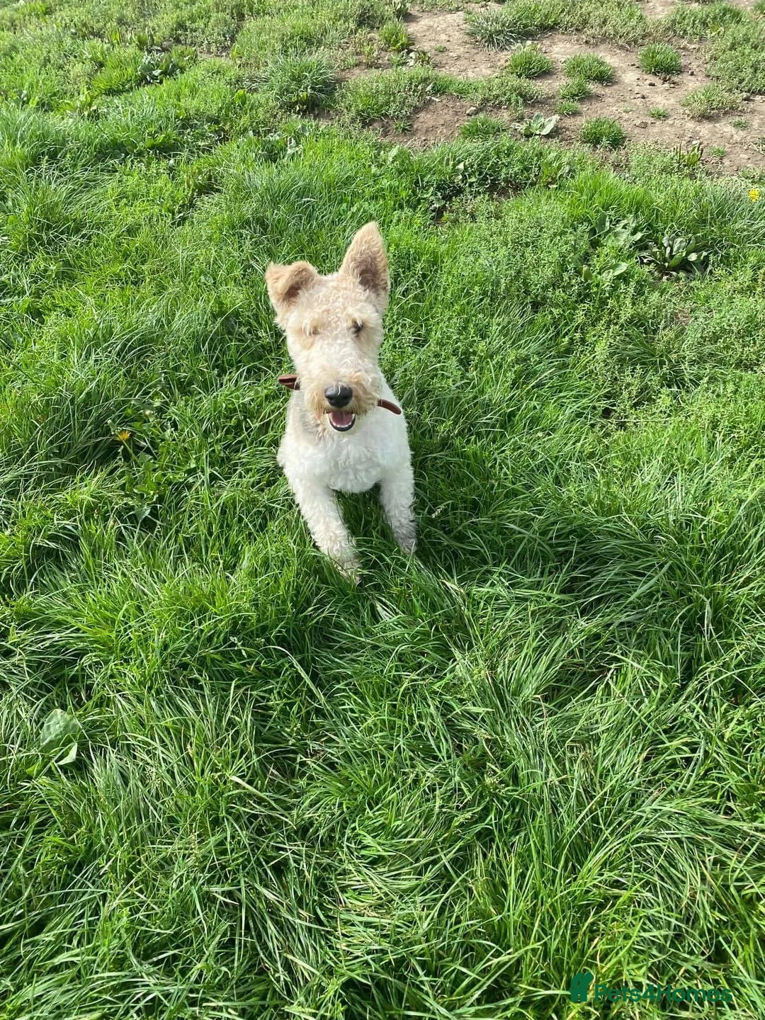 Fox Terrier dogs for sale: 4yo CASTRATED Adult Male Fox Terrier  in Bishop Auckland - Advert 2