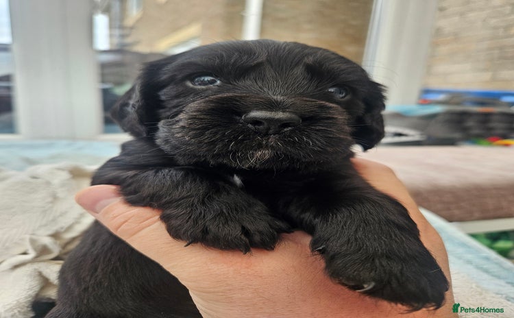 Cocker Spaniel dogs - Advert 2