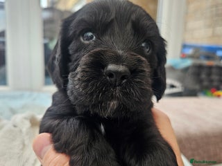 Cocker Spaniel dogs - Advert 3