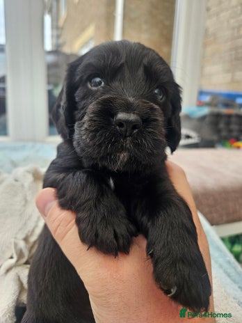 Cocker Spaniel dogs - Advert 3