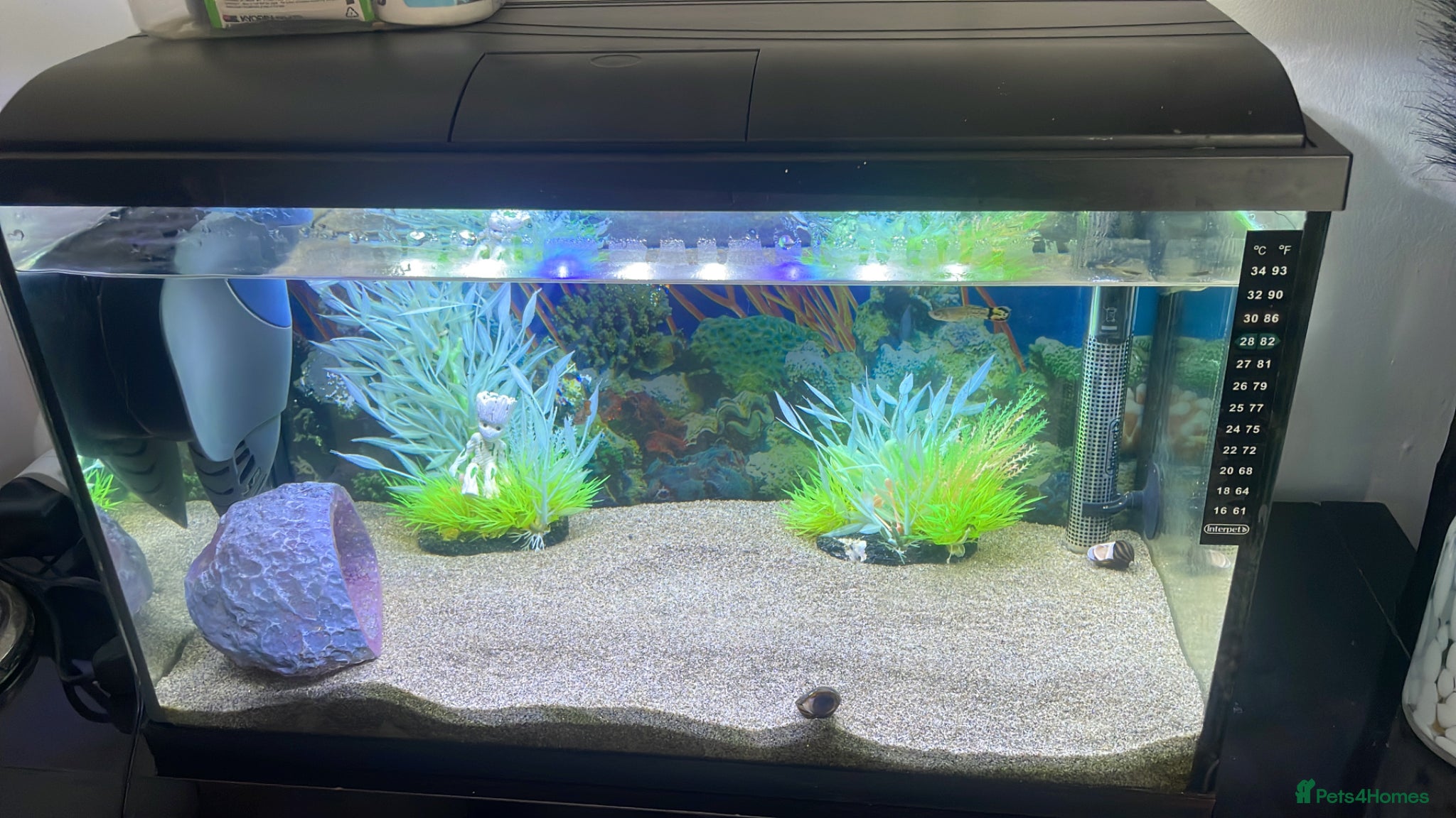 Rainbow Fish fish Fish Tank Aquarium  - Advert 4