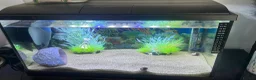 Rainbow Fish fish for sale: Fish Tank Aquarium  in Oldham - Advert 1