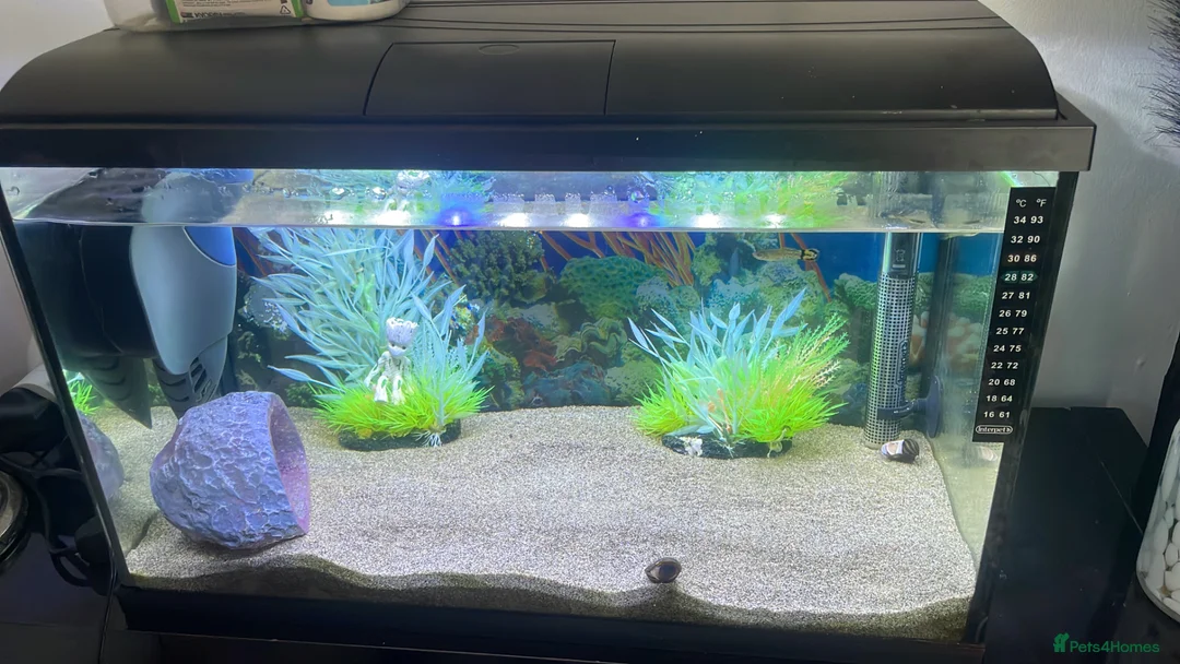 Rainbow Fish fish for sale: Fish Tank Aquarium  in Oldham - Advert 1