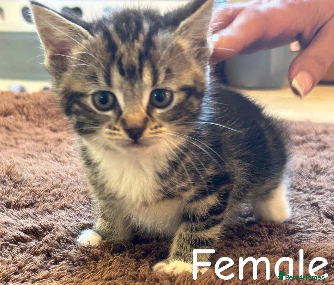 Mixed Breed cats for sale: Kittens  - Advert 2