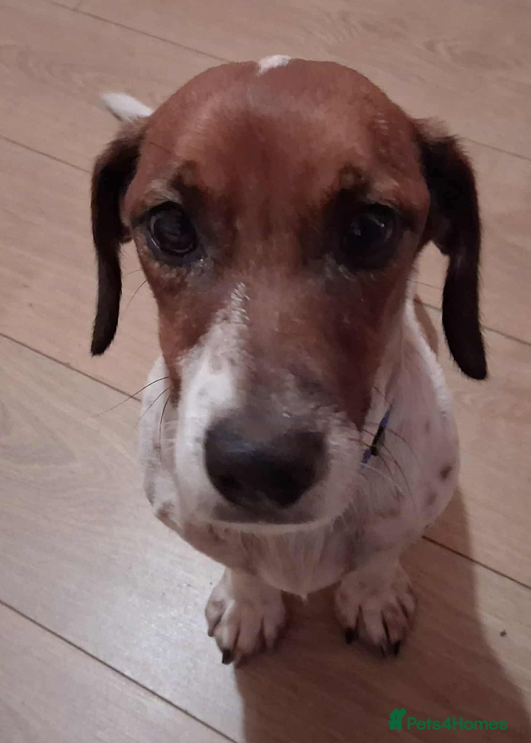 Jack Russell dogs for adoption: BENNY – WAITING FOR HIS HAPPY ENDING 🐶🏡 - Image 3