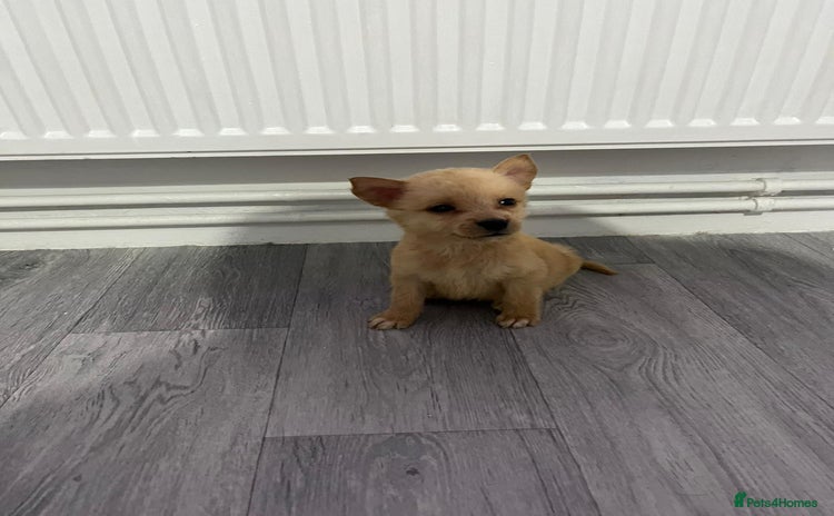 Mixed Breed dogs - Advert 10