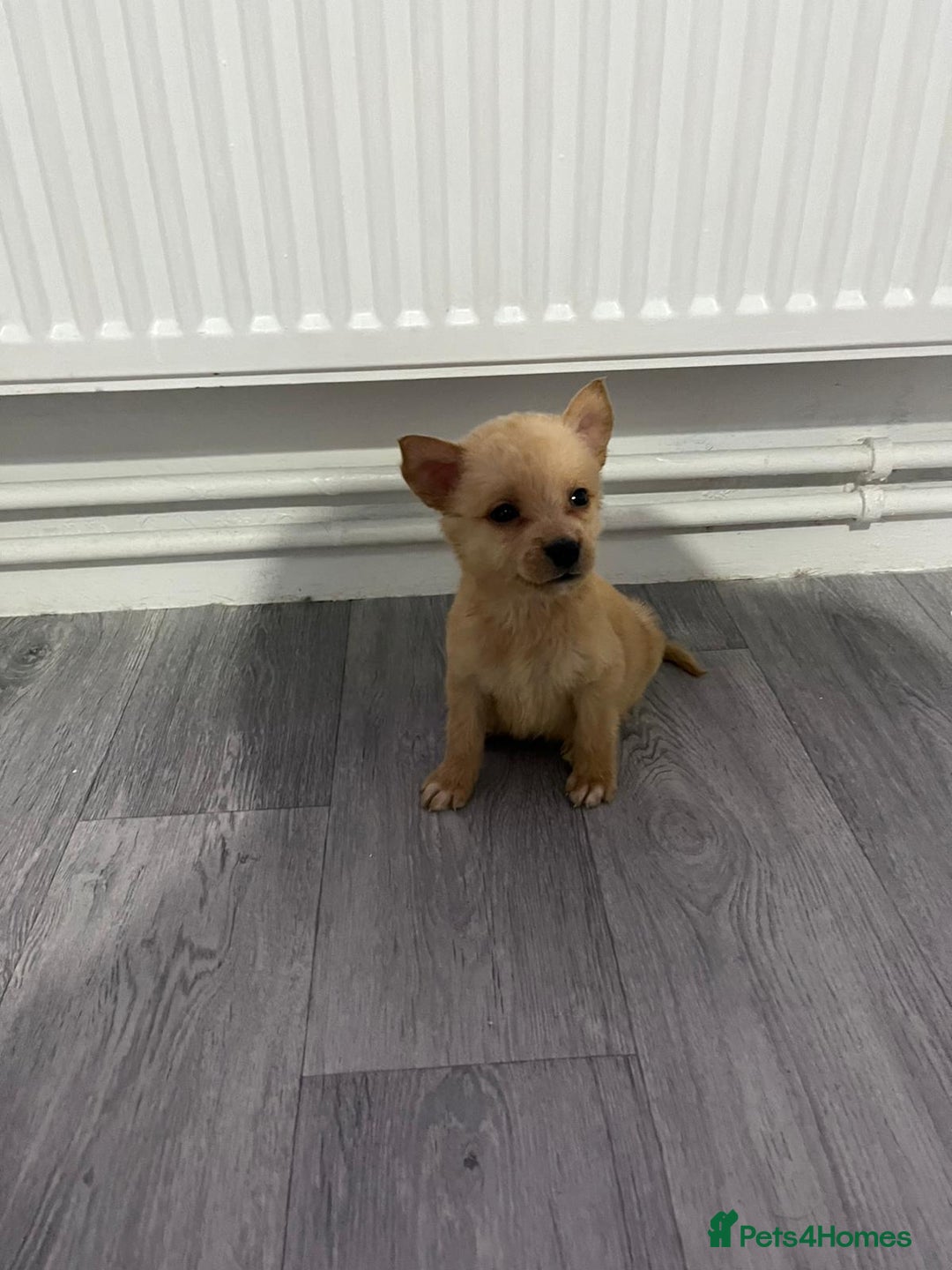 Mixed Breed dogs for sale: 8 beautiful pups  - Image 1