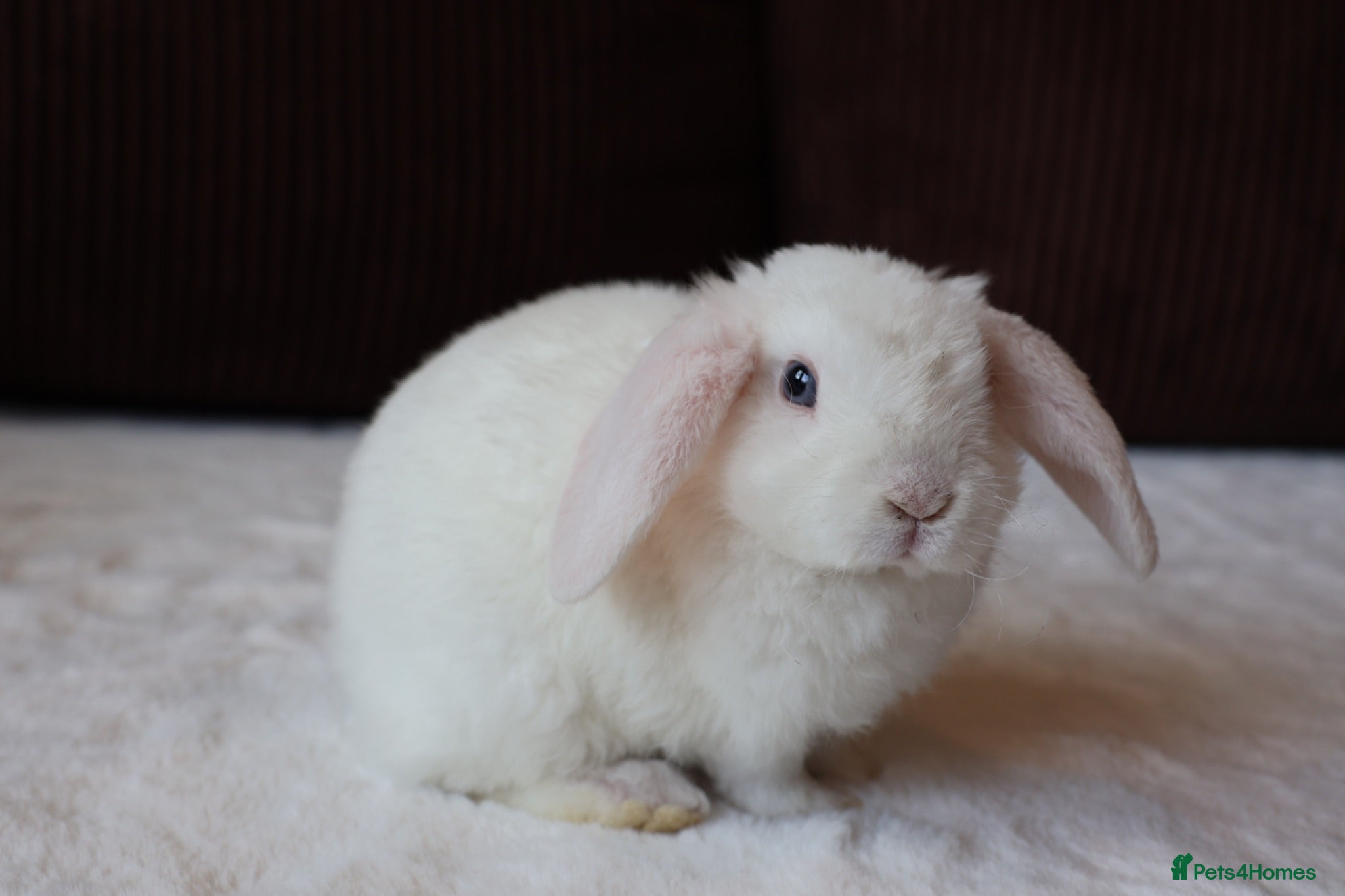 Rex rabbits Beautiful Mini Rex & Mini plush lop - Advert 2