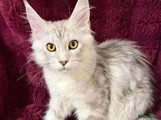 Maine Coon cats Tica Maine Coon kittens - Advert 5