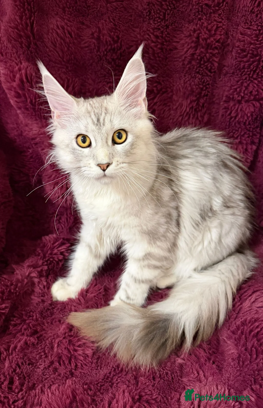 Maine Coon cats for sale: Tica Maine Coon kittens  - Advert 2
