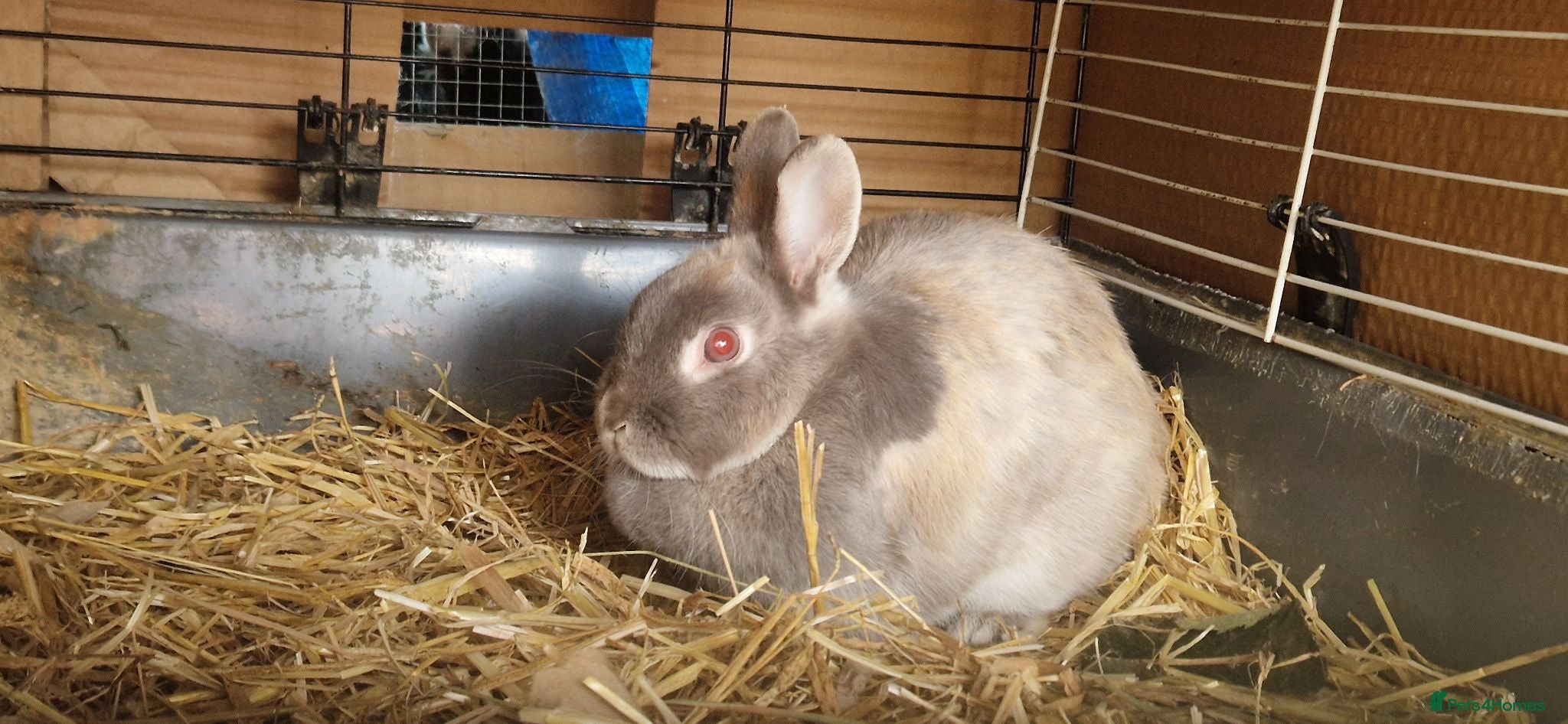 Mixed Breed rabbits Friendly female dwarf rabbit  - Advert 6