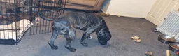 Mixed Breed dogs for sale: Bully Kutta cross Staff - Advert 5