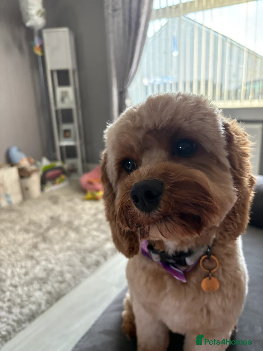 Cavapoo dogs for sale: River toy cavapoo - Advert 4