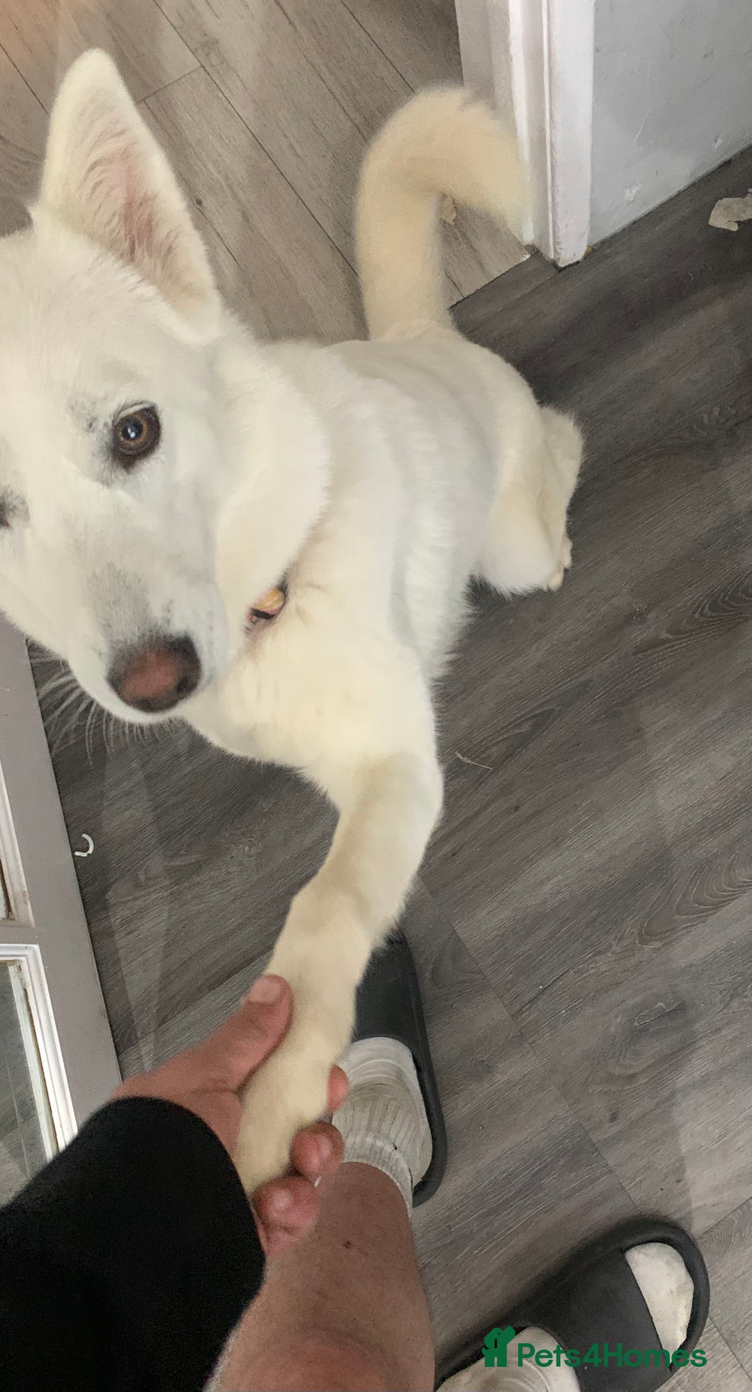 Siberian Husky dogs for sale: Rehoming our gorgeous white husky  - Image 4