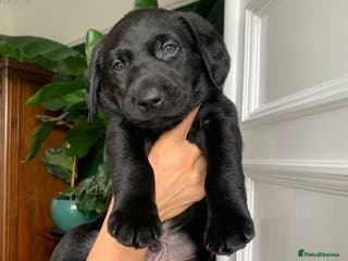 Labrador Retriever dogs Gorgeous standout Bowes-Lyon Lab KC registered - Advert 1